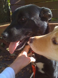 Busch sniffing LuLu Busch sniffing LuLu
