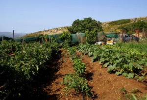 Vegetable Garden