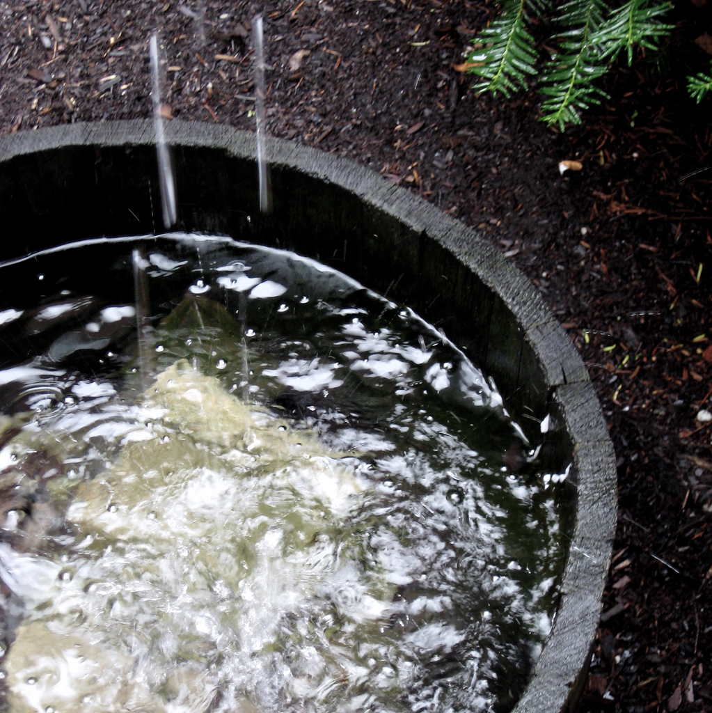 Rain Barrel