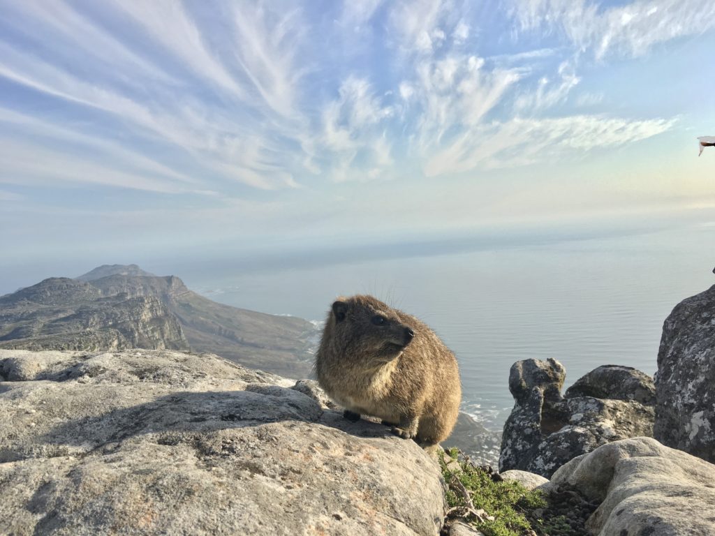 Dassie on Table Mountain