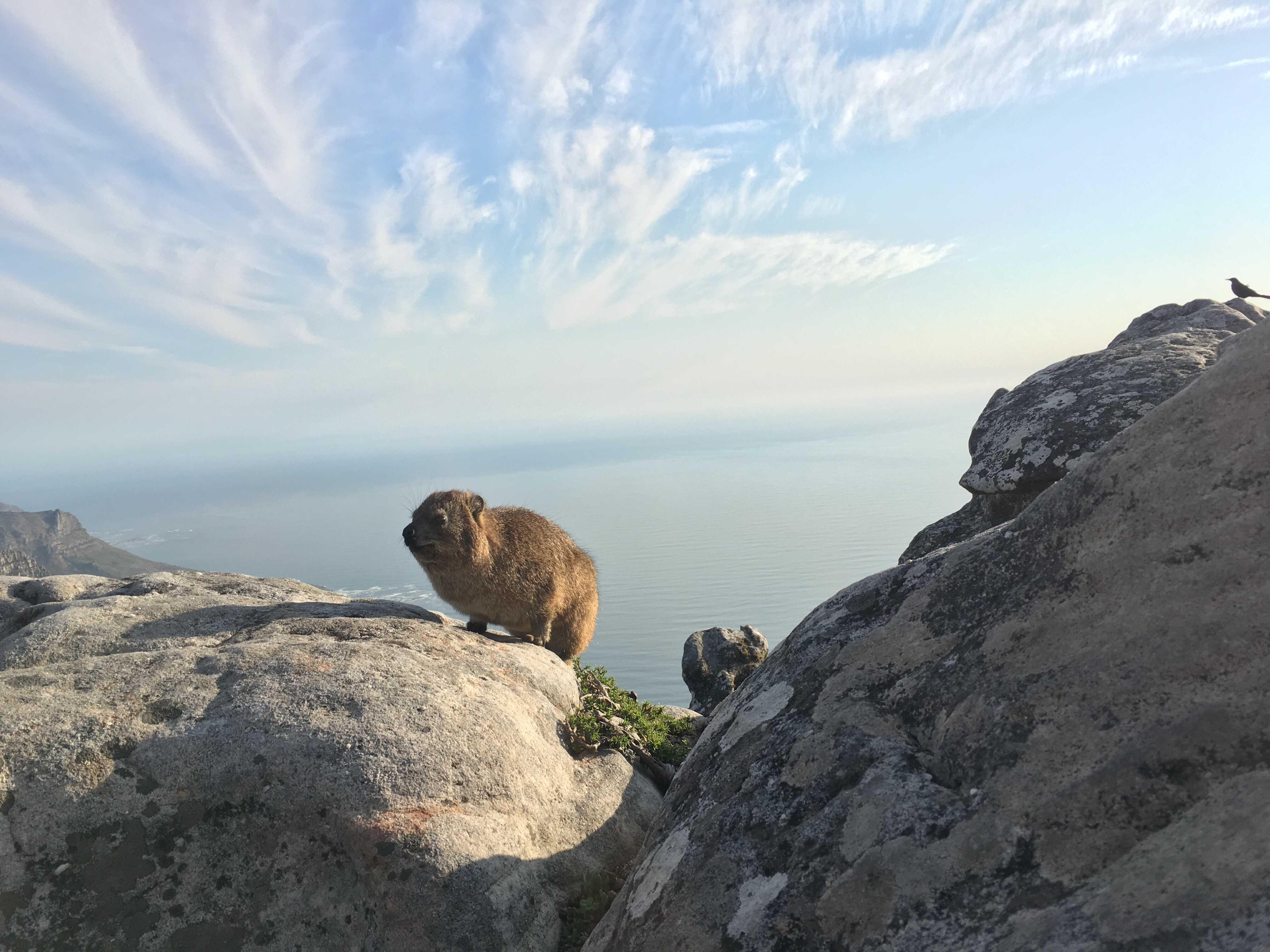 Dassie on Table Mountain